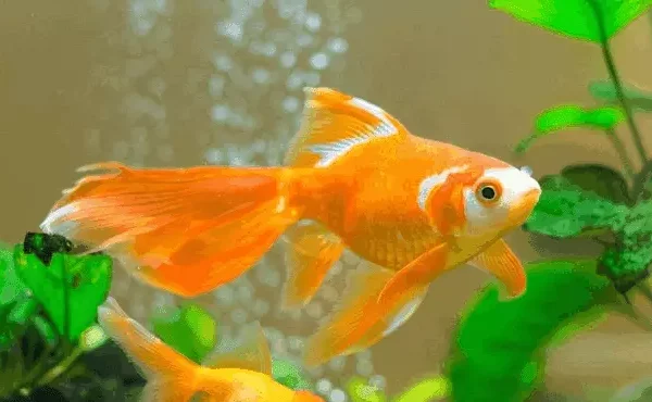 Goldfish ka scientific naam kya hai (2022)